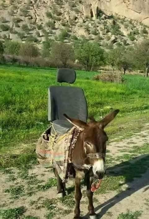 Foto Divertente: Asino con sedile dell'auto sulla schiena