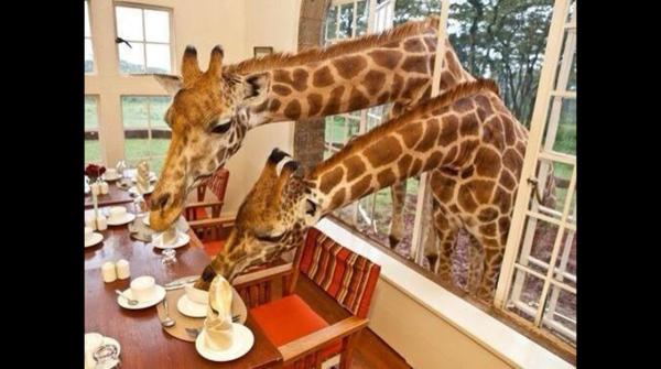 Foto Divertente: Giraffe che mangiano nei piatti dalla finestra di un albergo