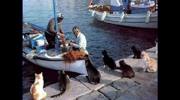 Gatti che aspettano il pesce davanti alla barca