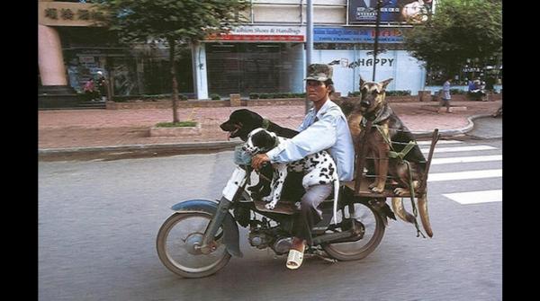 Uomo in motorino con cani davanti e dietro