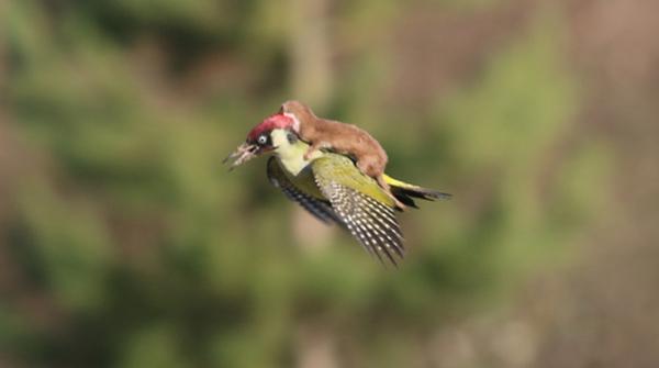 Foto Divertente: Scoiattolo aggrappato alle spalle di un uccellino che vola