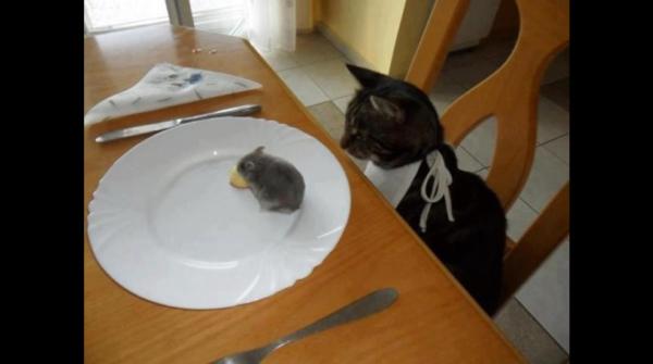 Foto Divertente: Gatto che si siede a tavola con davanti un piatto con un topo