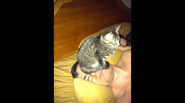 Foto Divertente: Gatto seduto sul viso del padrone che dorme