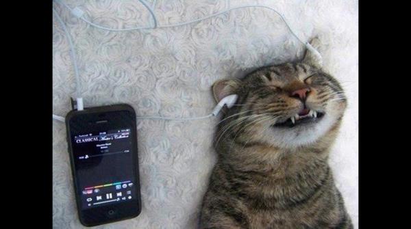 Foto Divertente: Gatto che ascolta la musica dal telefonino