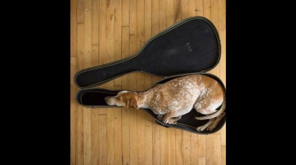 Foto Divertente: Cane che dorme dentro alla custodia della chitarra