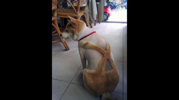 Foto Divertente: Cane con pelo tagliato a forma di salopette