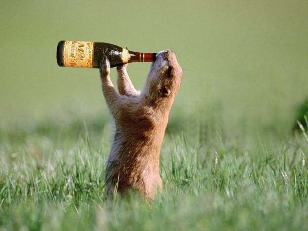 Foto Divertente: Marmotta che beve da una bottiglia 