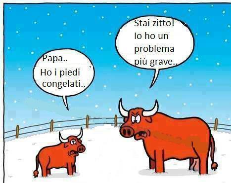 Foto Divertente: Tori immersi nelle neve con zampe e altro immersi nella neve