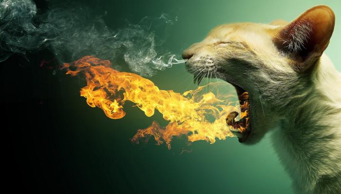 Foto Divertente: Gatto con alito di fuoco