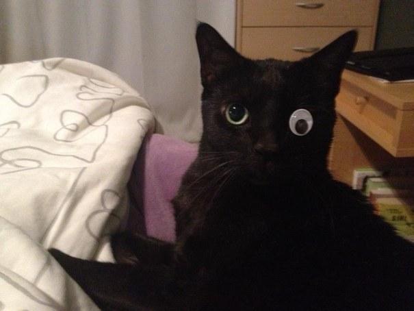 Foto Divertente: Gatto con un occhio finto