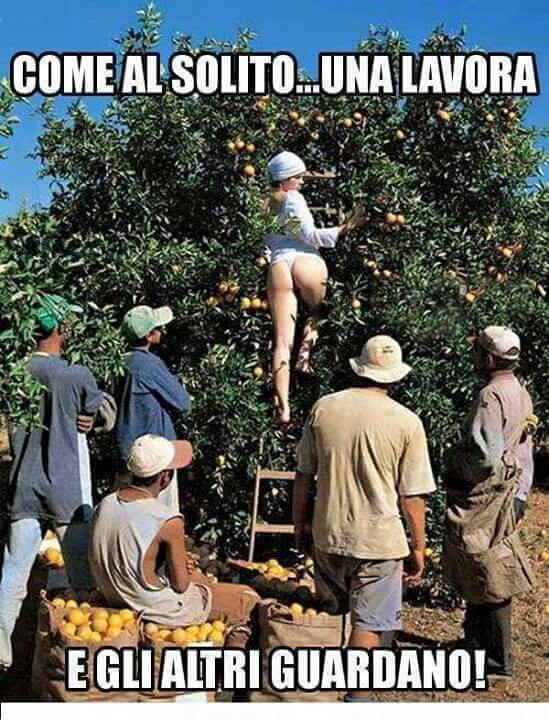 Foto Divertente: Donna con gonna alzata mentre raccoglie frutta da un albero