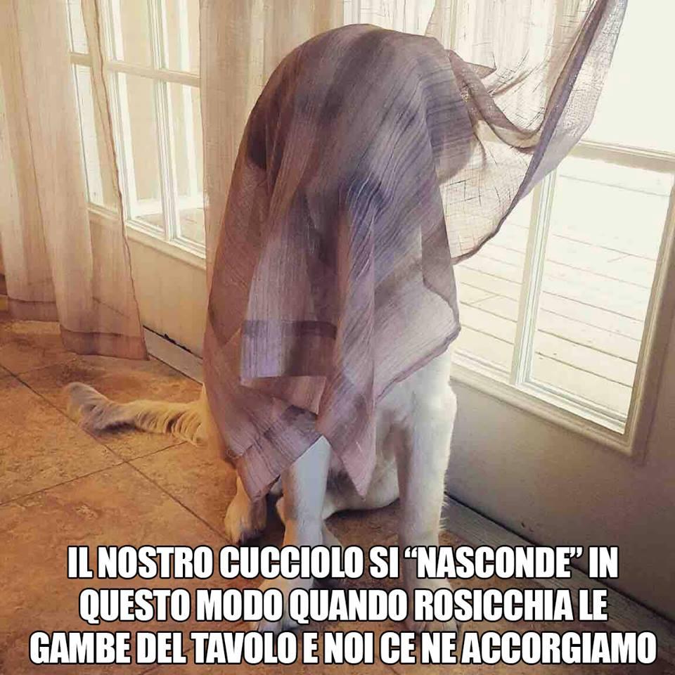 Cane nascosto dietro alle tende