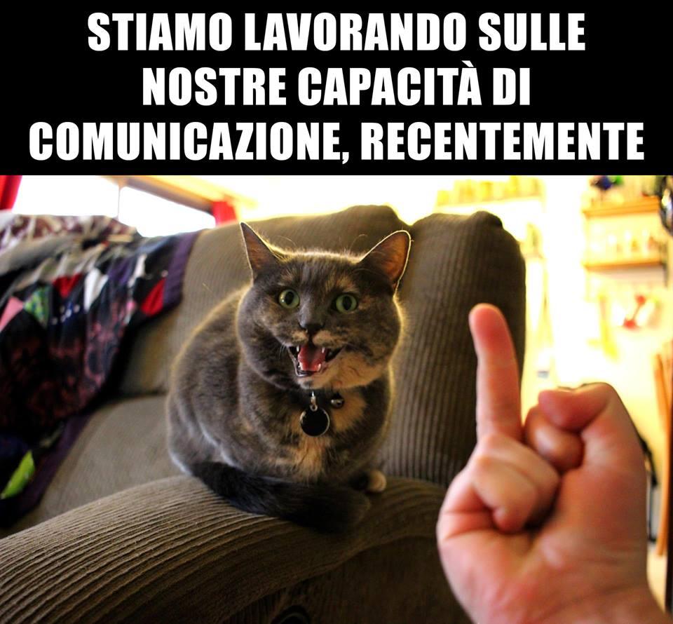 Foto Divertente: Come reagisce il gatto alla visione del dito medio