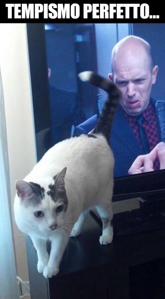 Foto Divertente: Gatto con fondo schiena rivolto al televisore