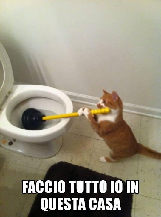 Foto Divertente: Gatto che stura il wc