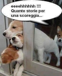 Tre cani con la testa fuori dalla finestra