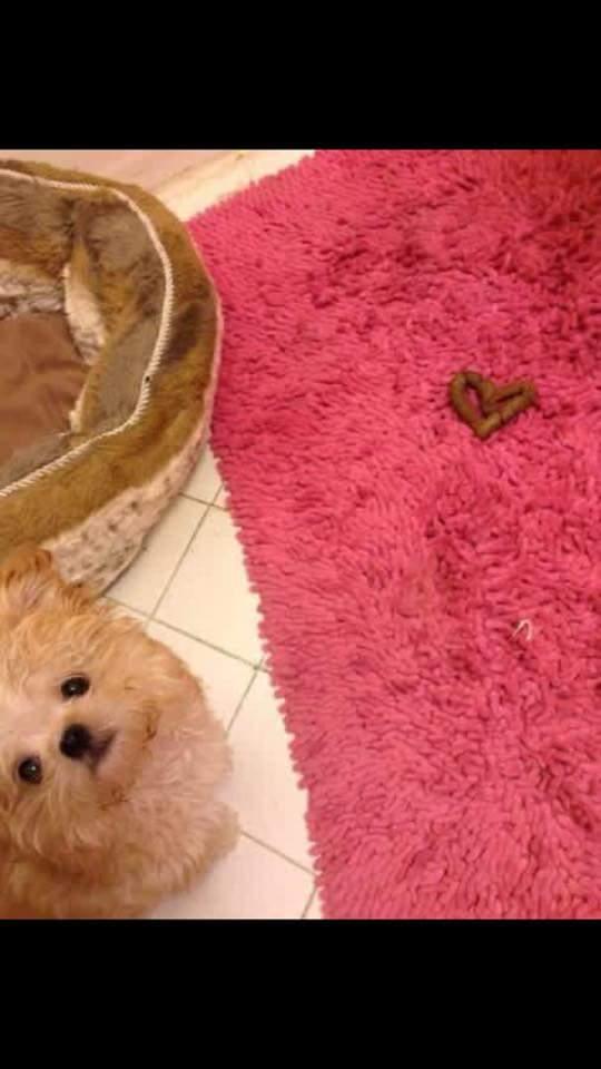 Cane che fa la cacca sul tappeto a forma di cuore