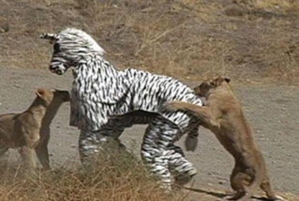 Due uomini travestiti da zebra attaccati da leonesse