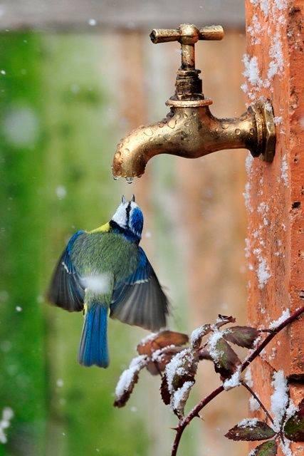Foto Divertente: Uccellino che beve dalla fontana