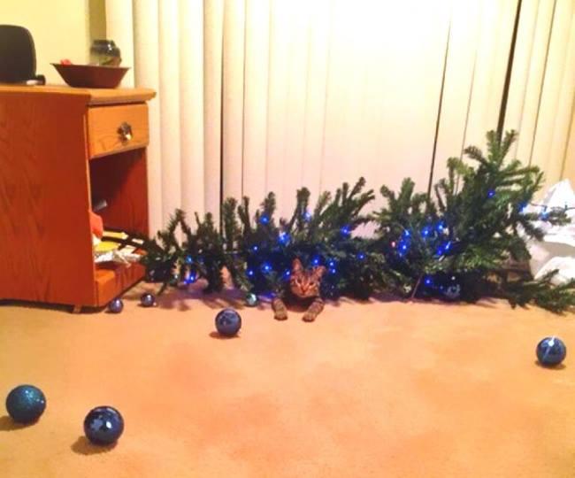 Foto Divertente: Gatto che fa cadere l'albero di Natale