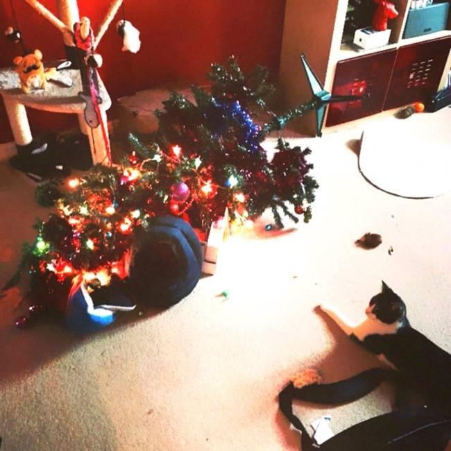 Foto Divertente: Gatto che guarda l'albero di Natale caduto a terra