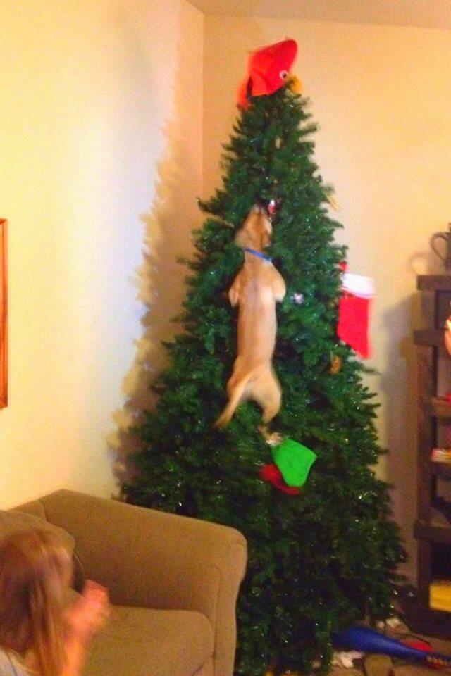 Cane attaccato all'albero di Natale