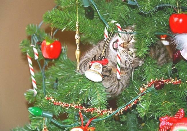 Foto Divertente: Gatto dentro l'albero di Natale che mangia la pallina