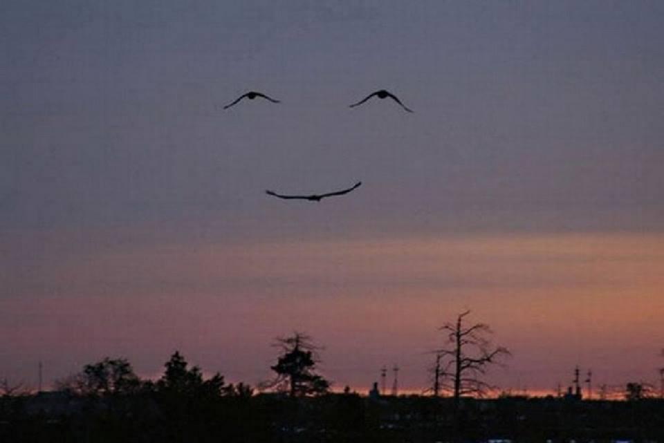 Foto Divertente: Uccelli che formano un viso sorridente in cielo