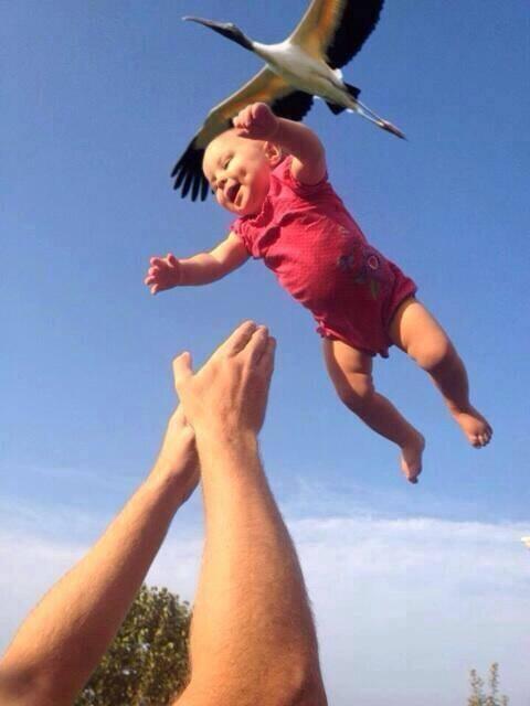 Foto Divertente: Bambino lanciato in aria mentre vola una cicogna