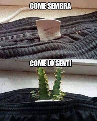 Foto Divertente: Cartellino del vestito come un cactus