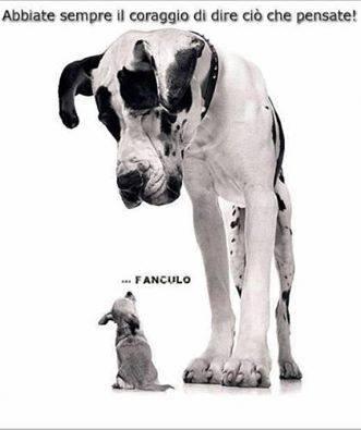 Piccolo canino che offende un alano