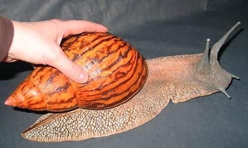 Chiocciola gigante