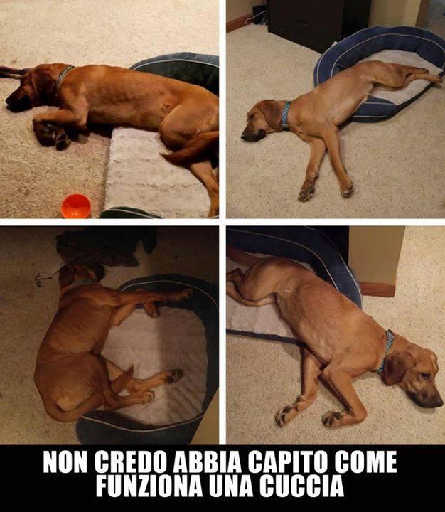 Cane che non riesce a dormire dentro alla sua cuccia