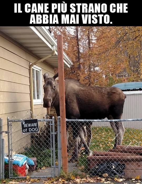 Foto Divertente: Attenzione al cane ma nel recinto c'è un altro animale