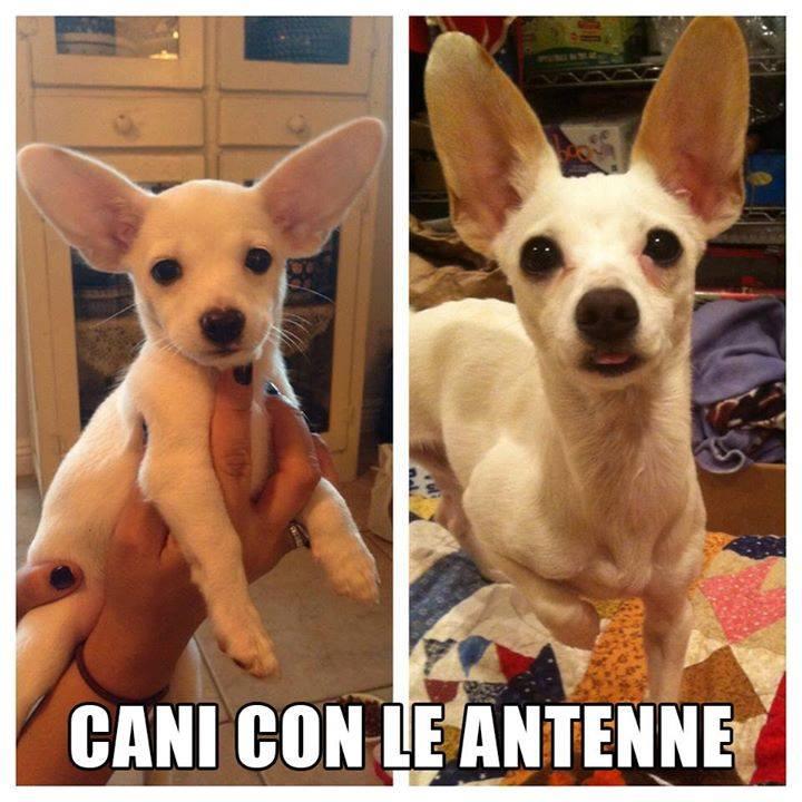 Cane con orecchie che sembrano antenne