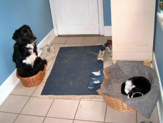 Foto Divertente: Scambio di ceste tra cane e gatto