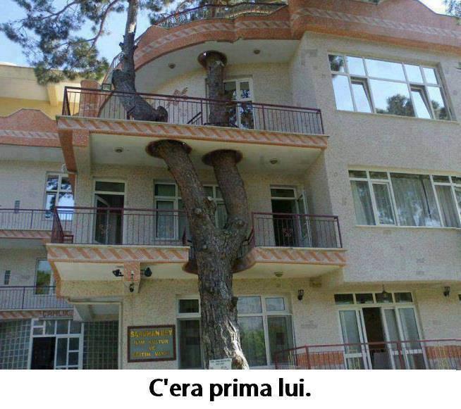 Casa costruita intorno ad un albero