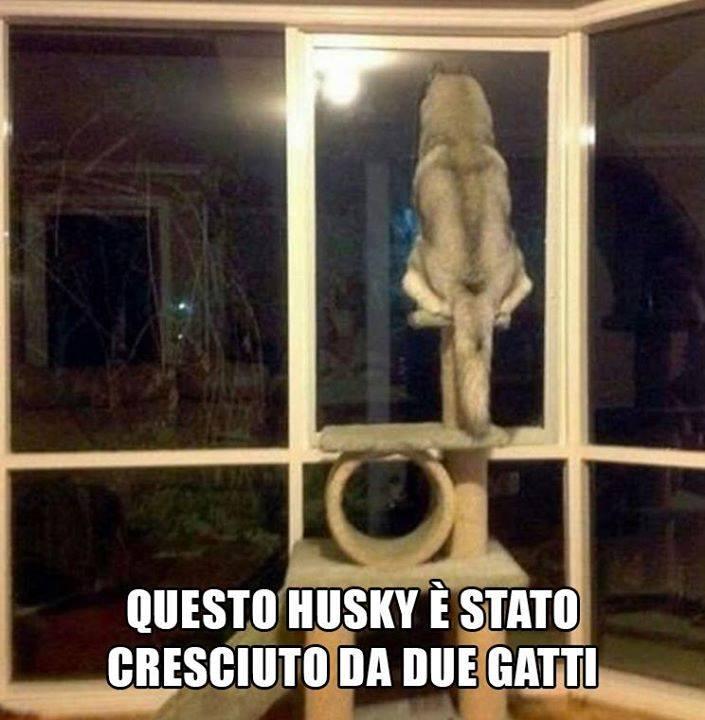 Cane affacciato alla finestra sopra il gioco dei gatti