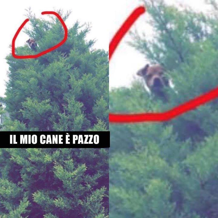 Cane arrampicato in cima ad un albero