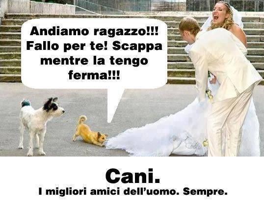 Cane che strappa il vestito alla sposa