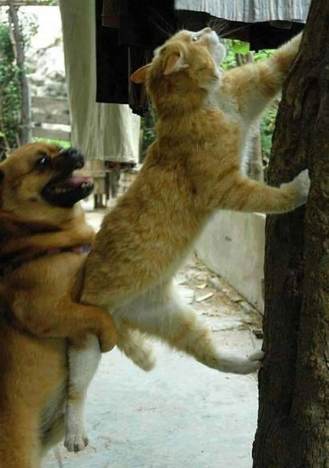 Cane che aiuta il gatto a salire sull'albero
