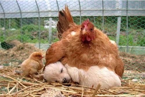 Foto Divertente: Gallina che cova