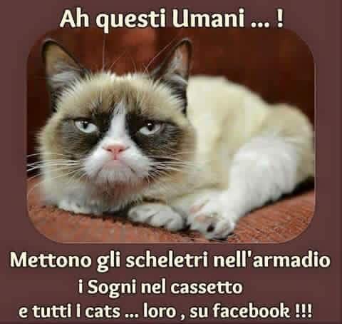 Foto Divertente: Gatto che si stupisce degli umani che mettono tutto su fb