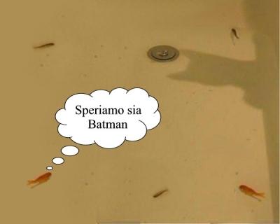 Foto Divertente: pesci in pericolo