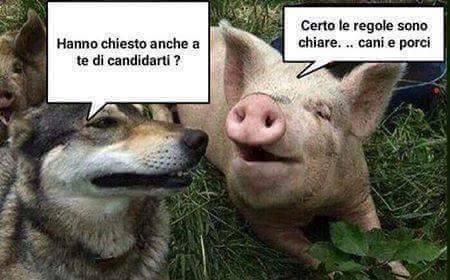 Cane e maiale candidati in politica