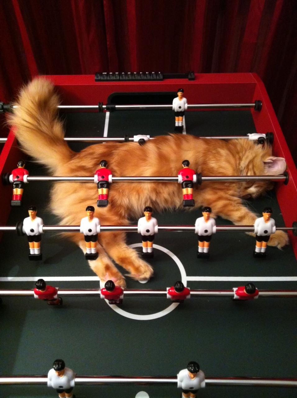Foto Divertente: Gatto che gioca a biliardino
