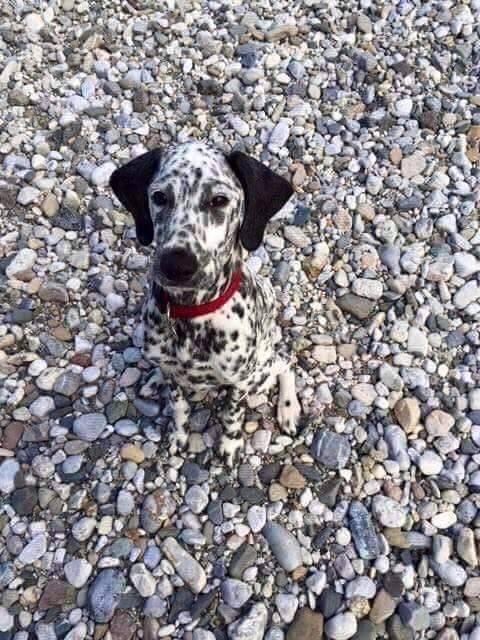 Cane che si mimetizza tra i sassi