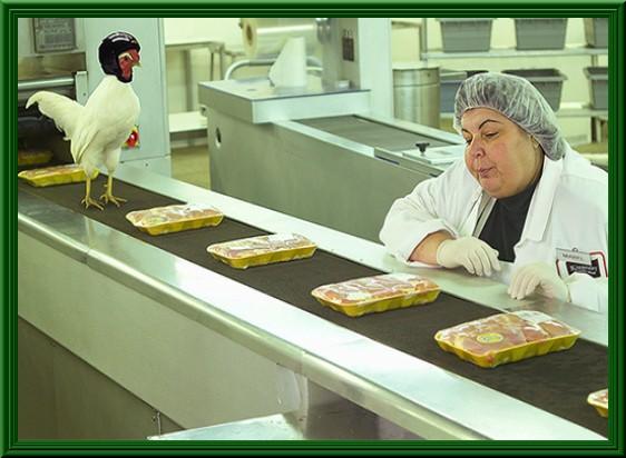 Foto Divertente: Pollo vivo in mezzo a quelli confezionati