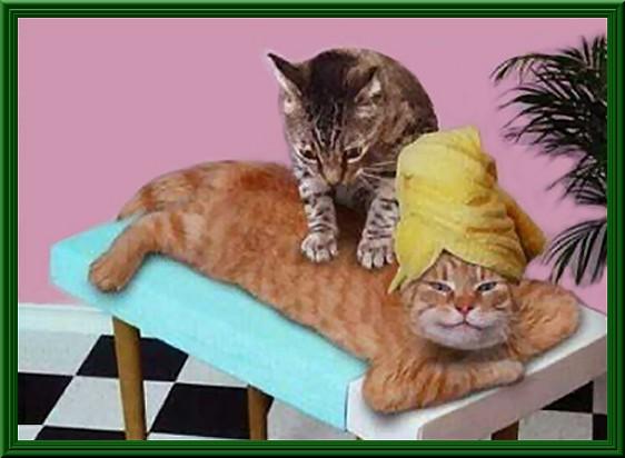 Foto Divertente: Gatto che si fa fare un massaggio