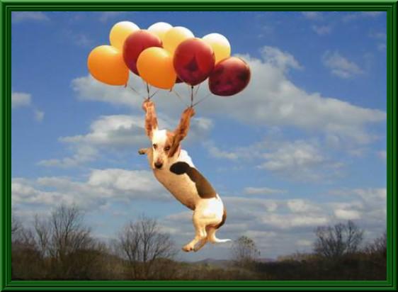 Foto Divertente: Cane con palloncini legati alle orecchie